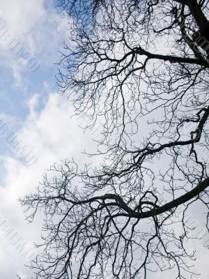 branches silhouette