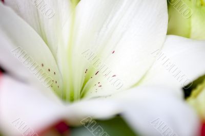 Close up of White Lily