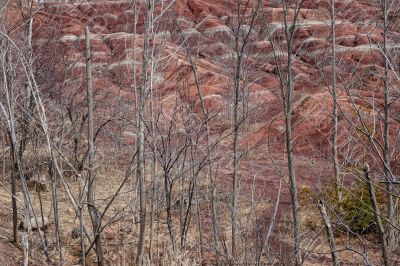 Bare Trees and Hills