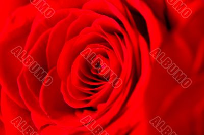 Close Up Red Rose