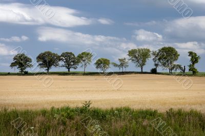 Tree Line