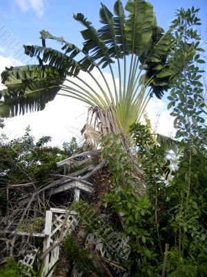 palm tree in india 