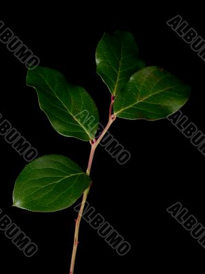 green leaves against black background