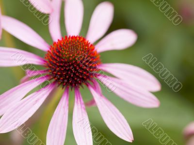 close up shot of pink flower