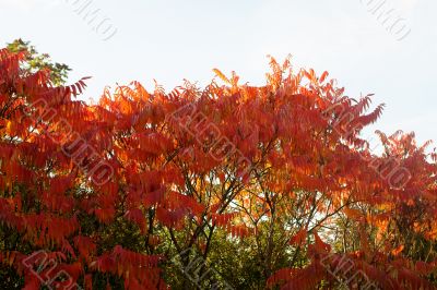 Autumn leaves