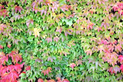 Vine leaves in the fall