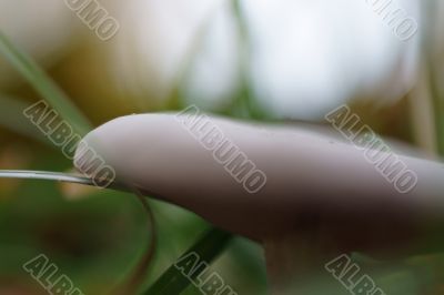 Macro from a fungus