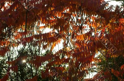 Autumn leaves