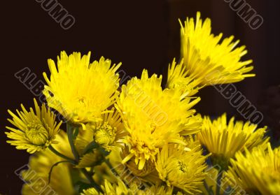 Chrysanthemums