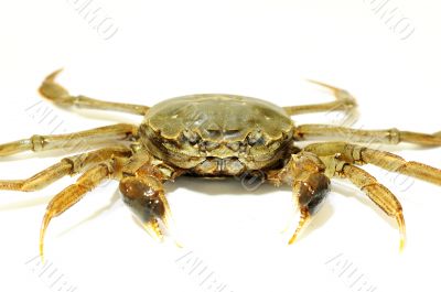 Hairy crab