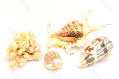 Seashell
