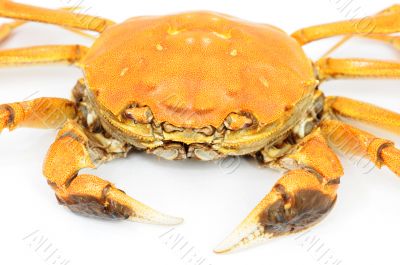 Hairy crab