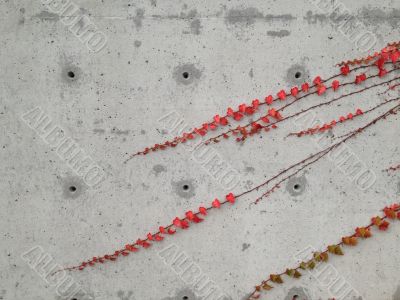 Branches growing on concrete wall