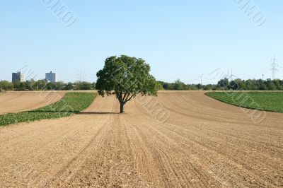 The tree on the field