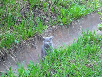 Cat,  which do not like be photographed.