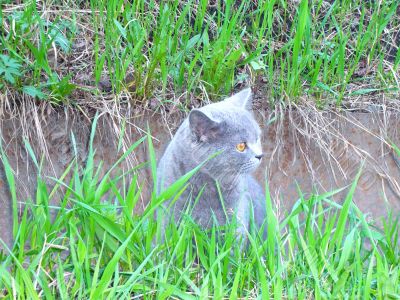 A cat, sitting among the grass.