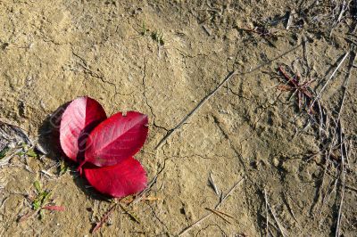 Three red leaves of the tree together.