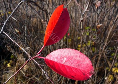 Twig tree with two red leaves.