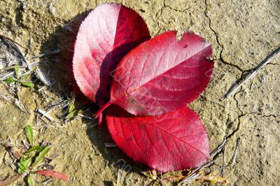 Three red leaves of the tree together.