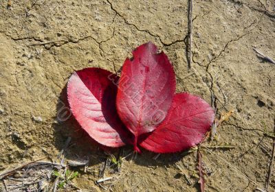 Three red leaves of the tree together.