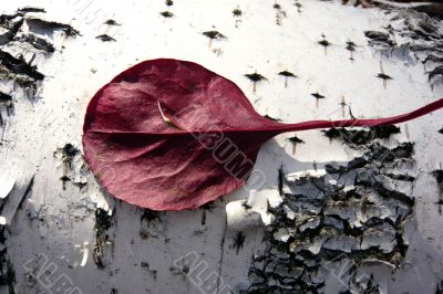 Crimson leaf on birch bark.