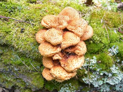 A large family of mushrooms.