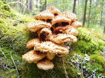 A large family of mushrooms.