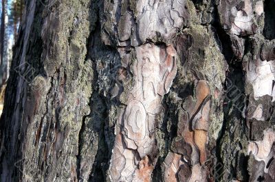 A bark of the pine.