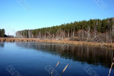 Lake and pine forest in autumn.