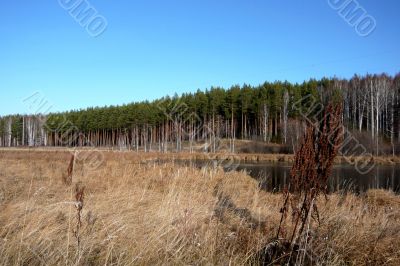 At the edge of a pine forest in autumn. 