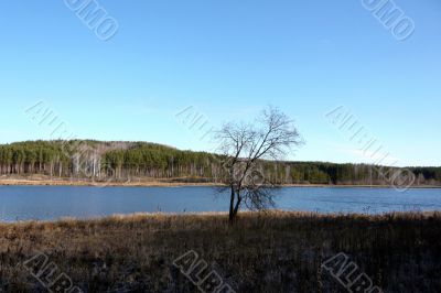 Lonely tree on the lake.