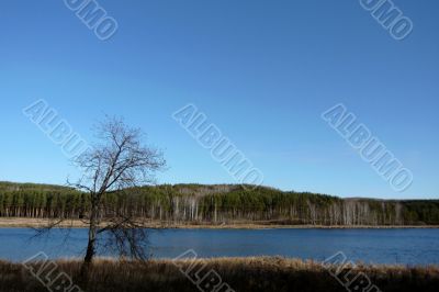 Lonely tree on a lake/