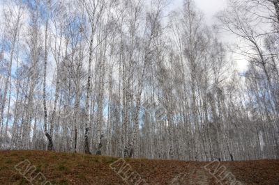 Background of trees in the birch forest in the autumn.