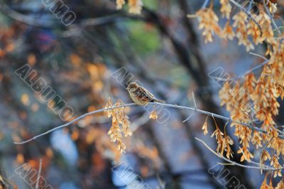 sparrow 