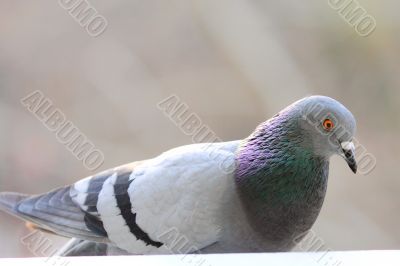 pigeon