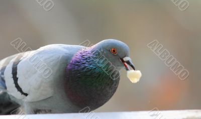 pigeon