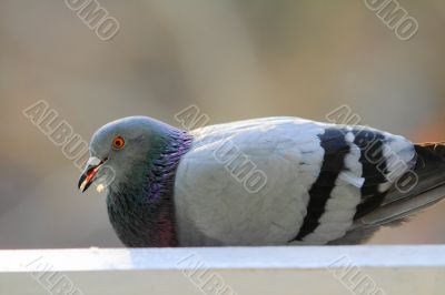 pigeon