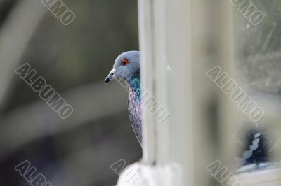 pigeon