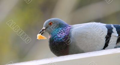 pigeon