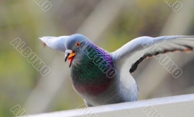pigeons 