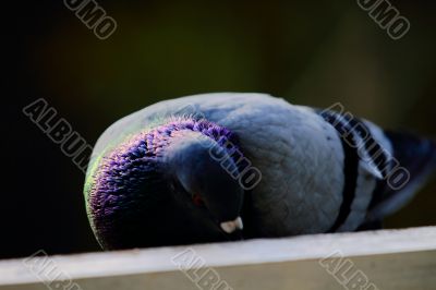 pigeons 