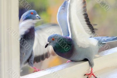 pigeons 