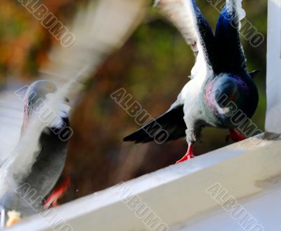 pigeons 