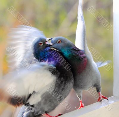 pigeons 