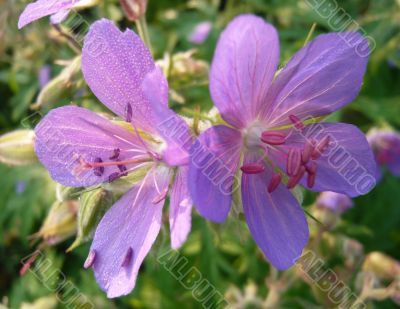 Two flower meadow geranium together.