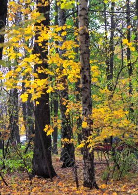 Autumn in the Park