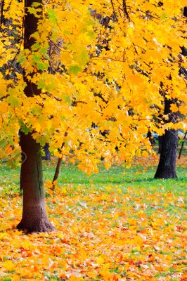 Autumn in the Park