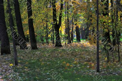 Autumn in the Park