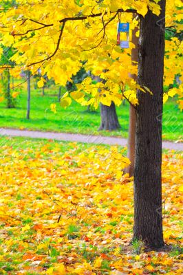 Autumn in the Park