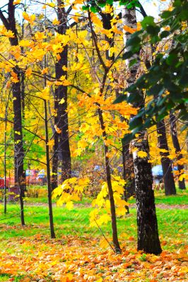 Autumn in the Park